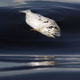 Illustration for article titled Shocking Photos from the Water Sports Site of the Rio Olympics